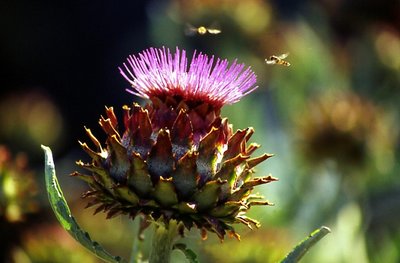 Plant greeting bugs