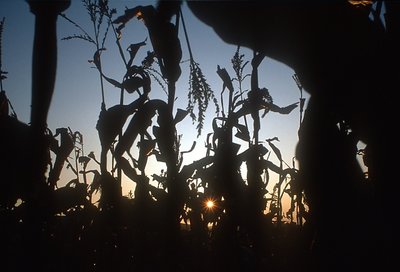 corn field