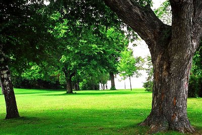 A quiet place