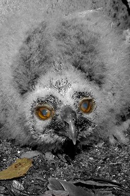 Little owl