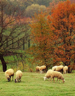 the pasture