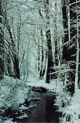 Forest in snow