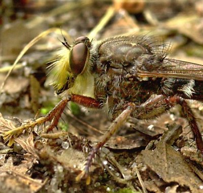 Grasshopper Hunter Insect