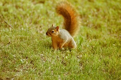 Baby Squirel