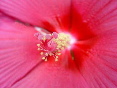 my flower