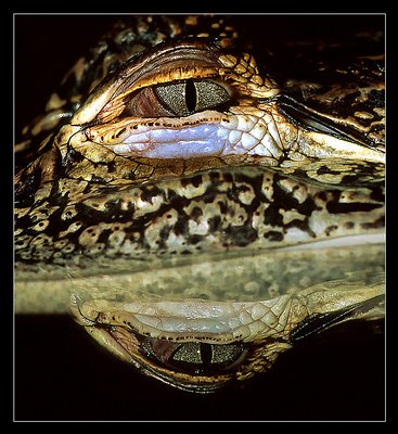 Croc's Eye Reflection