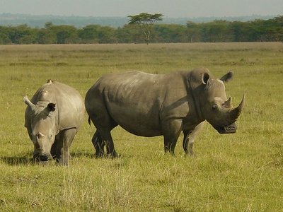 Rhinos of Kenya