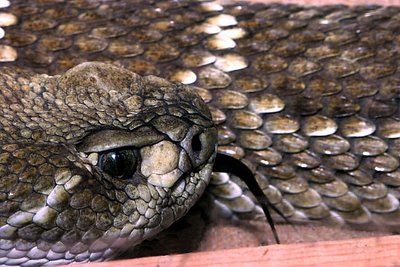 Diamondback Rattlesnake