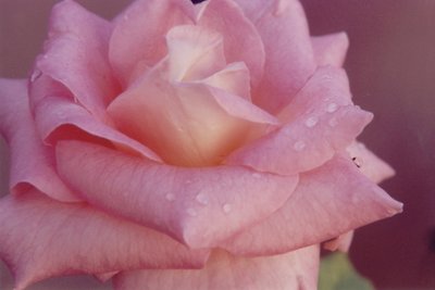 Wet Pink Rose Closeup