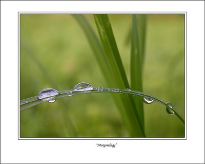 Morning dew