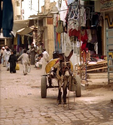 Donkey carrying water in Assouan