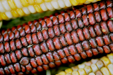 Did somebody forget to dust the corn??