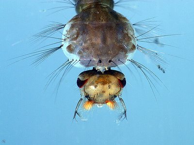 gnat larva